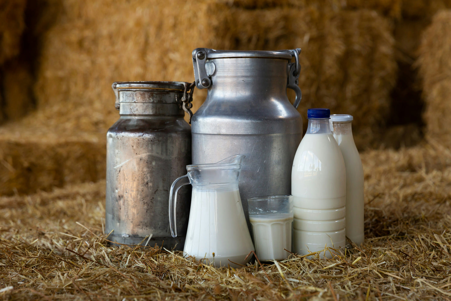 A display of fresh milk in glass and aluminium containers, highlighting the natural sources of lactose in dairy products.